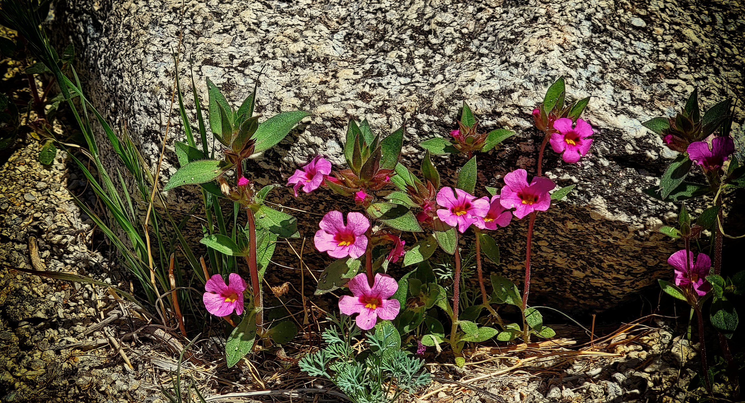 Bigelow's Monkeyflower